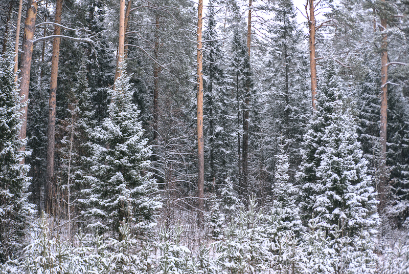 Заснеженный лес